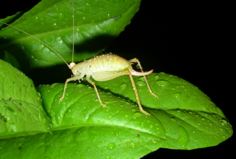 Cyrtaspis scutata (Meconematidae)